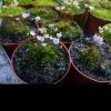 Wygląd dorosłych osobników w doniczce 8,5cm/ adult plants look in pot 8,5cm